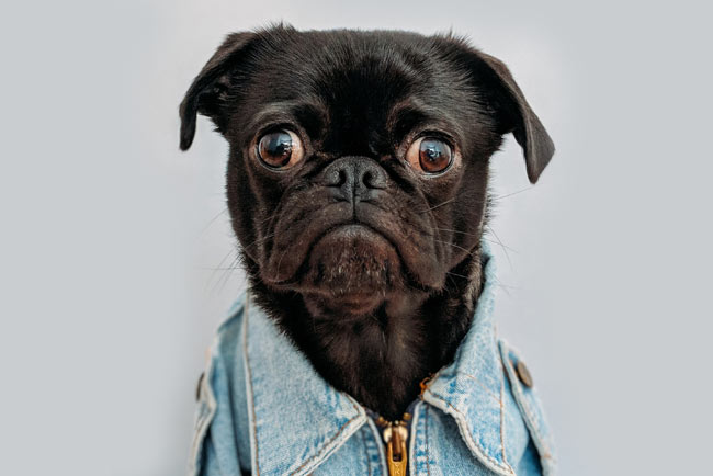 Legal requirements How to Set Up a Dog Grooming Business