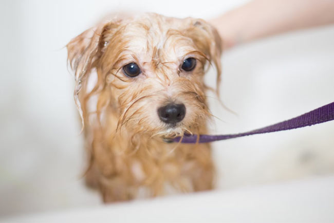 How to Set Up a Dog Grooming Business