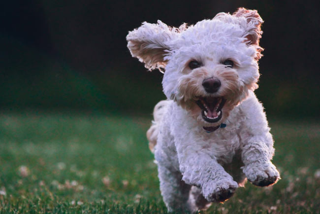 Expanding your sevices How to Set Up a Dog Grooming Business