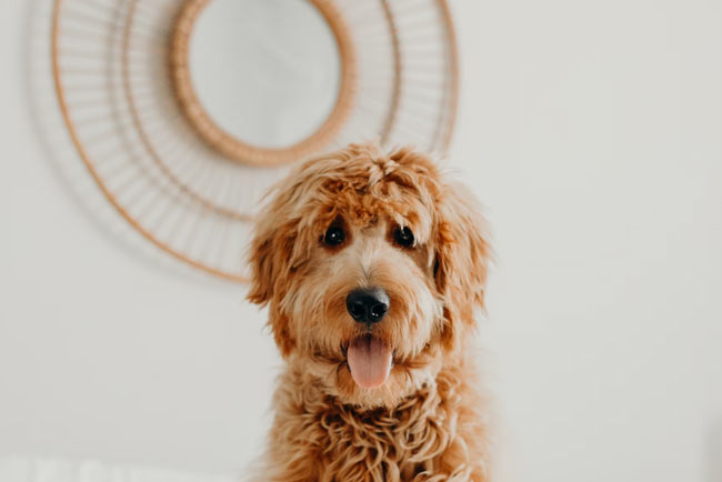 Setting up a dog grooming business