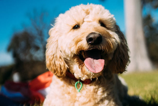 Marketing your dog grooming business