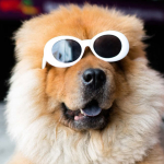 Marketing your dog grooming business