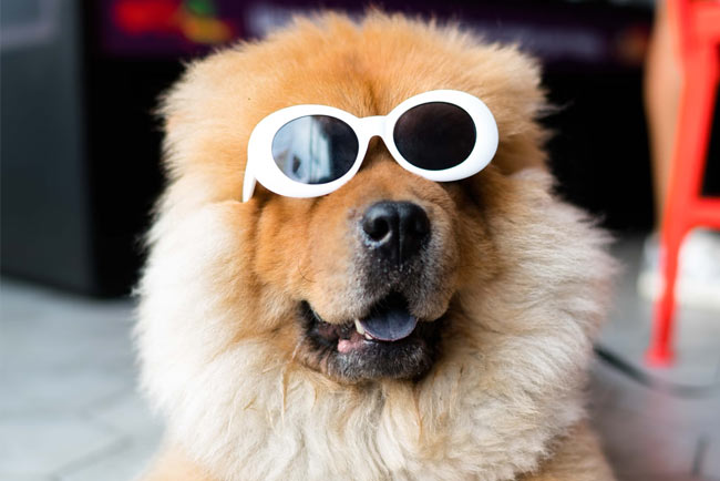 Marketing your dog grooming business